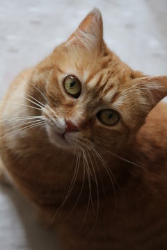 chat rouquin 