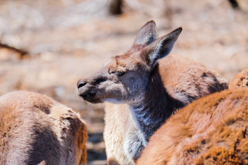 Kangaroo eating from the manger