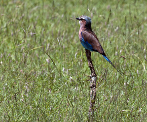 Lilac Breasted Roller, (Coracias caudatus), sitting on upright twig in middle of green field, looking left. Masai Marai, Kenya, Africa