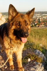 German shepard dog portrait