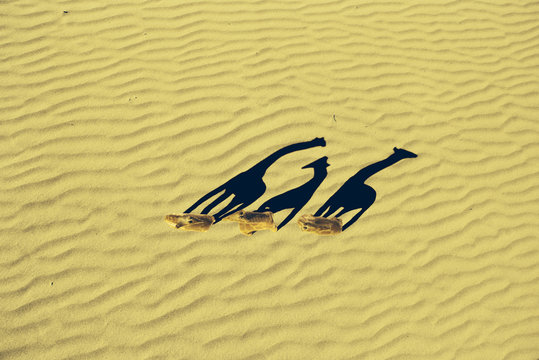 La alargada sombra de tres jirafas en el desierto.