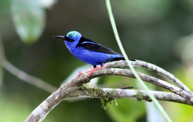 costa rica