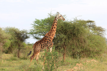 Girafe de Tanzanie