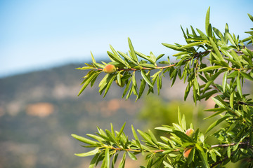 Close-up of a branch of an almond tree with green almonds against a blue sky. Copy space.