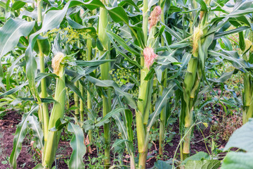 A fresh field of green corn growing up.