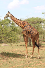 girafe de Tanzanie