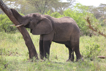 Fototapeta premium Elephant de Tanzanie