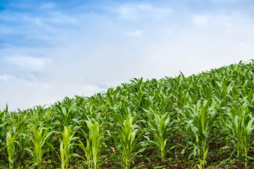Fototapeta premium cornfield on mountain , chiangmai province , north of thailand , landscape