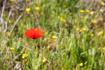 A red poppy in the field. Close-up.