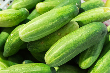 green cucumber collection on market close up. Cucumber background. Food background