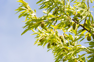 Close-up of a branch of an almond tree with green almonds against a blue sky. Copy space for text.