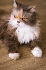Bushy cat laying on wooden floor. Long-haired family pet with fluffy fur and yellow eyes, close up...