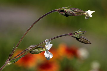 Blüte von der Seite mit Kelch- und weißen Kronblättern