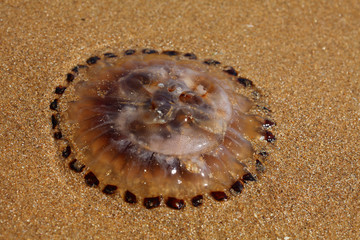 Méduse échouée sur le sable