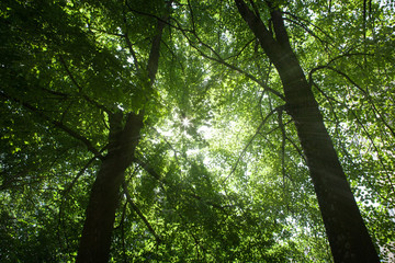 sunny summer thick deciduous forest