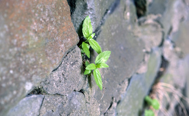 Sprout, break through the stone wall