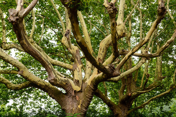 Plane tree with peeling bark