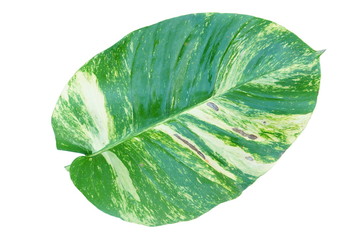Epipremnum aureum, Devil’s ivy, Golden pothos, Hunter’s robe leaf isolated on white background