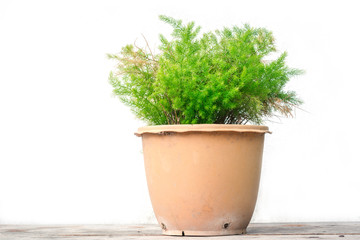 Green tree in a pot on a wooden floor isolate background.