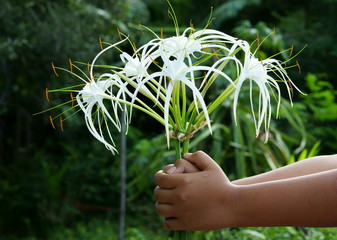 Female hand holding a crinum lily (or spider lily)