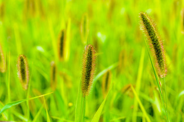 Inflorescences of Setaria pumila against a green blurry meadow background