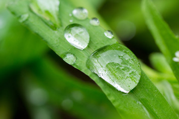 Las lágrimas de la naturaleza al despertar