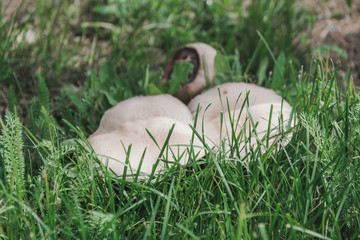 mushrooms grow in the grass