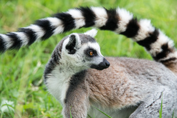 Fototapeta premium Long tail of ring tailed lemur