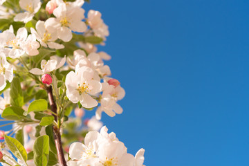 Apple blossom and sky. Close-up. Isolated on blue background.