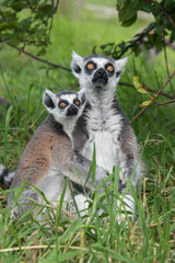 Young and adult ring tailed lemur
