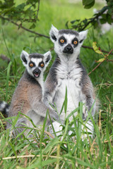 Young and adult ring tailed lemur