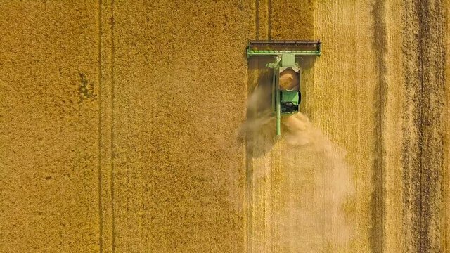 Top view combine harvester gathers the wheat at sunset. Harvesting grain field, crop season