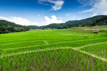 rice fields on terraced  , rice plantations , Chiangmai province , North of thailand
