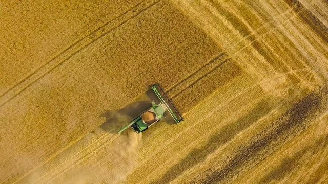 Top view combine harvester gathers the wheat at sunset. Harvesting grain field, crop season