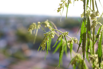 Marijuana. Hemp. Cannabis. Cannabis in the sunset sun and on a blurred background. Marijuana bush for the treatment of patients and drugs against pain. Good background