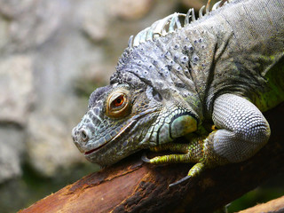 Lézard