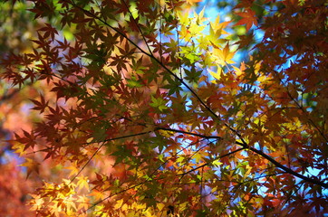 紅葉