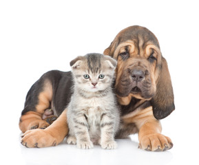 Bloodhound puppy embracing kitten. isolated on white background