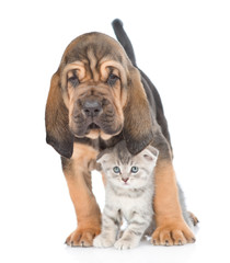 Bloodhound puppy and kitten standing together. isolated on white background