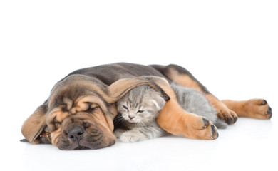 Sleeping bloodhound puppy embracing kitten. isolated on white background