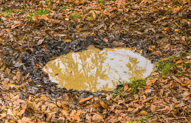 Wildschweinsuhle im Wald – Wallow of wild boar in the forest