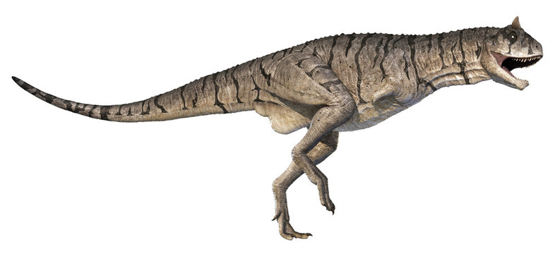 A 3D rendering of Carnotaurus sastrei charging, isolated on a white background.