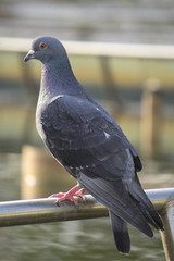 水辺 ハト