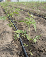 Young Tomatoes Plants