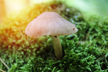 Macro photo of mushroom with strong light
