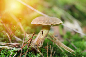 Macro photo of mushroom with strong light from corner