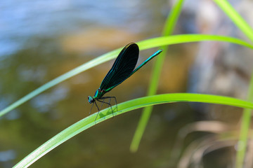Blue dragonfly on green leaf with water in background