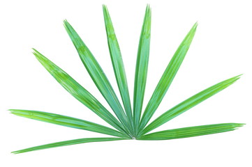 Lady palm (Rhapis excelsa) leaf isolated on white background