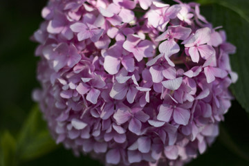 Pink hydrangea flower