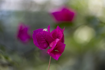 Purple flowers